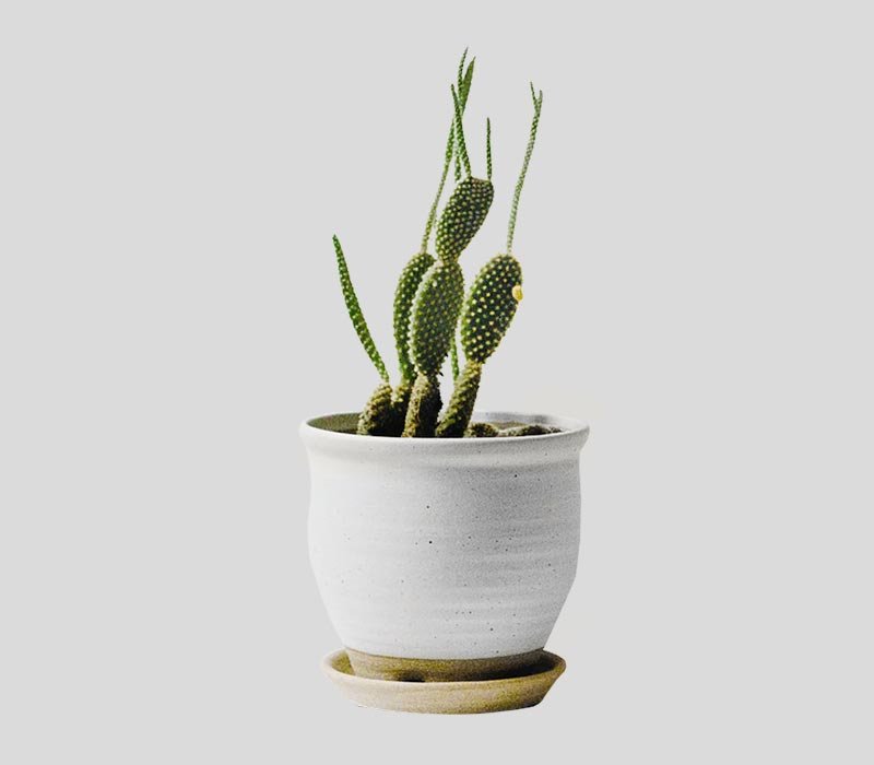 Desert Charm Cactus Plant in Decorative Pot